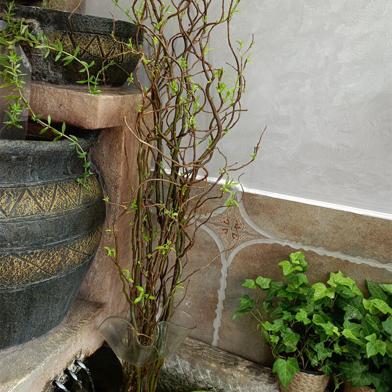 龍柳大型水培植物鮮枝四季好養樹枝裝飾室內庭院水養