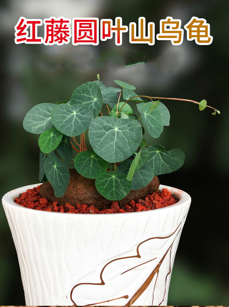 千金藤山乌龟爬藤植物盆栽室内红藤圆叶金不换阳台花园多肉块根红藤