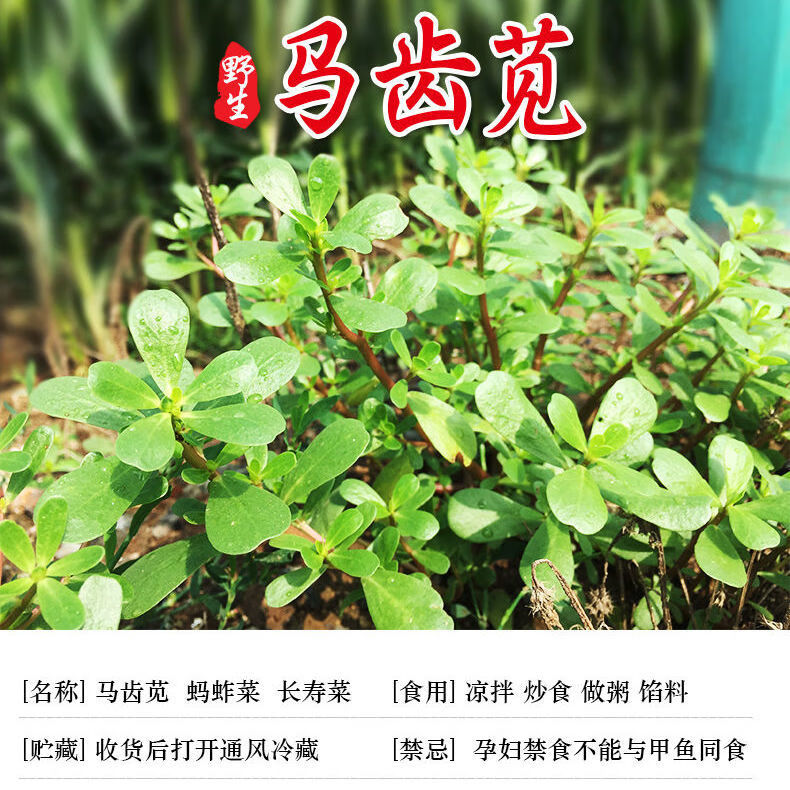 新鲜马齿苋马蜂菜五行草马苋菜现挖蚂蚱菜野菜长寿菜冰鲜1500g泡沫箱