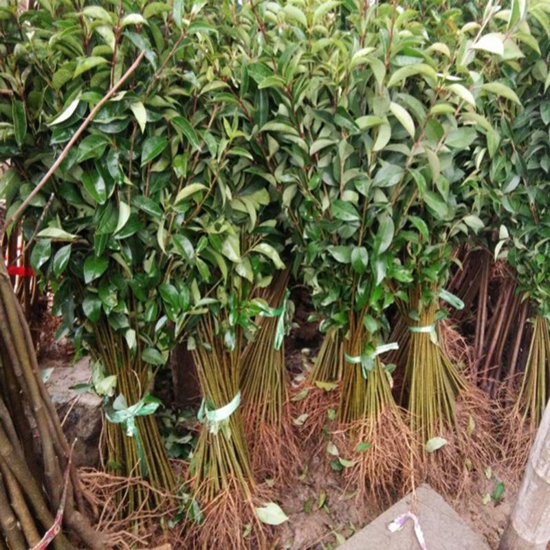 园林绿化苗南方北方种植大叶女贞树苗庭院地栽四季常青高杆女贞苗地径