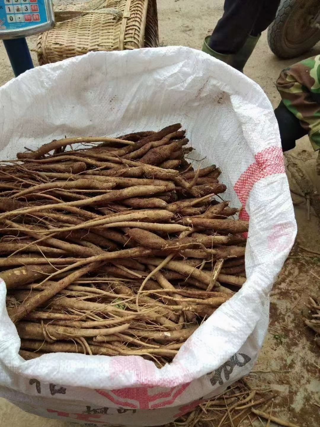 四川大凉山甜当归整根批发价农家现挖新鲜蔬菜粉糯土当归煲汤炖汤 5斤