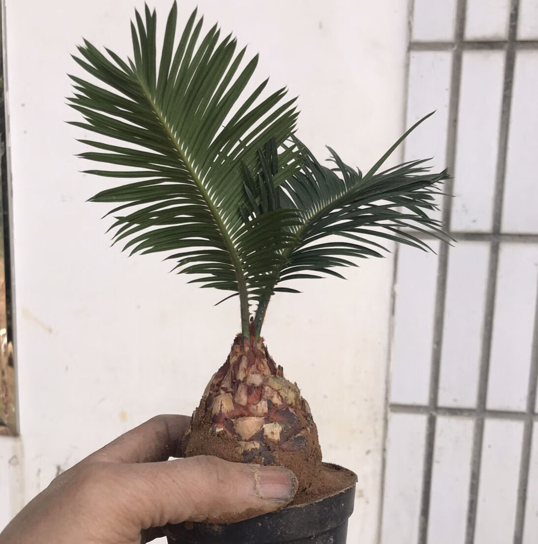 铁树苏铁 精品小品花卉盆栽桌上高档盆景 名贵稀有植物好成活 白磷铁