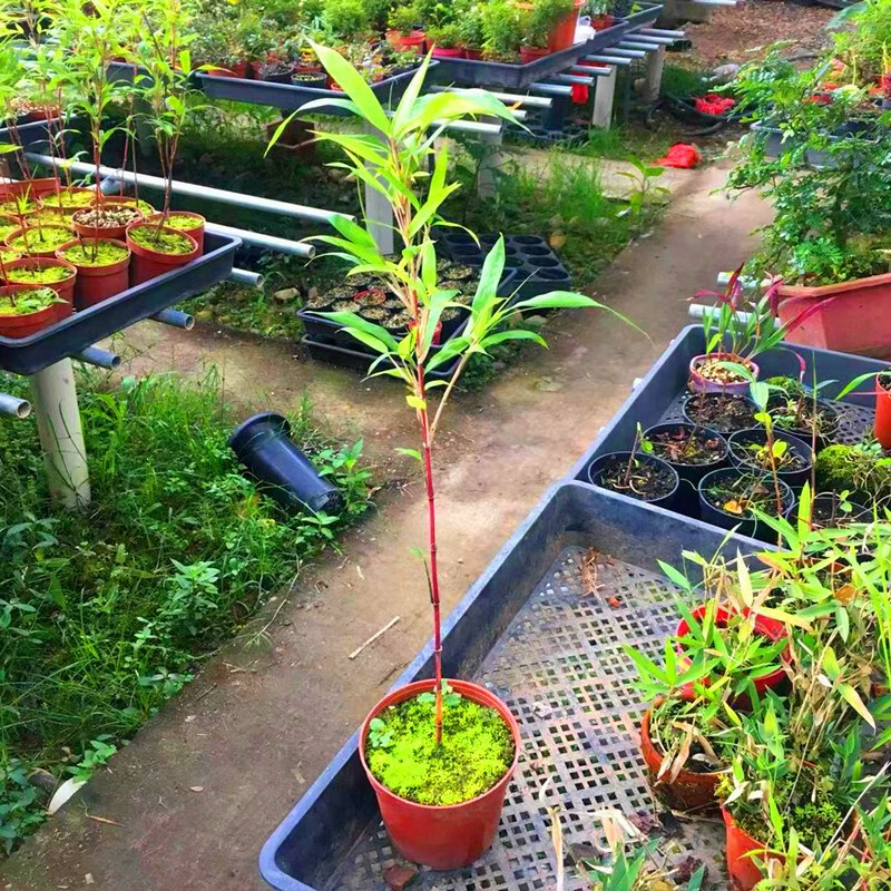 正宗台湾内门竹子盆栽红观音竹红寒竹朱竹苗漂亮金丝佛肚竹葫芦竹苗佛