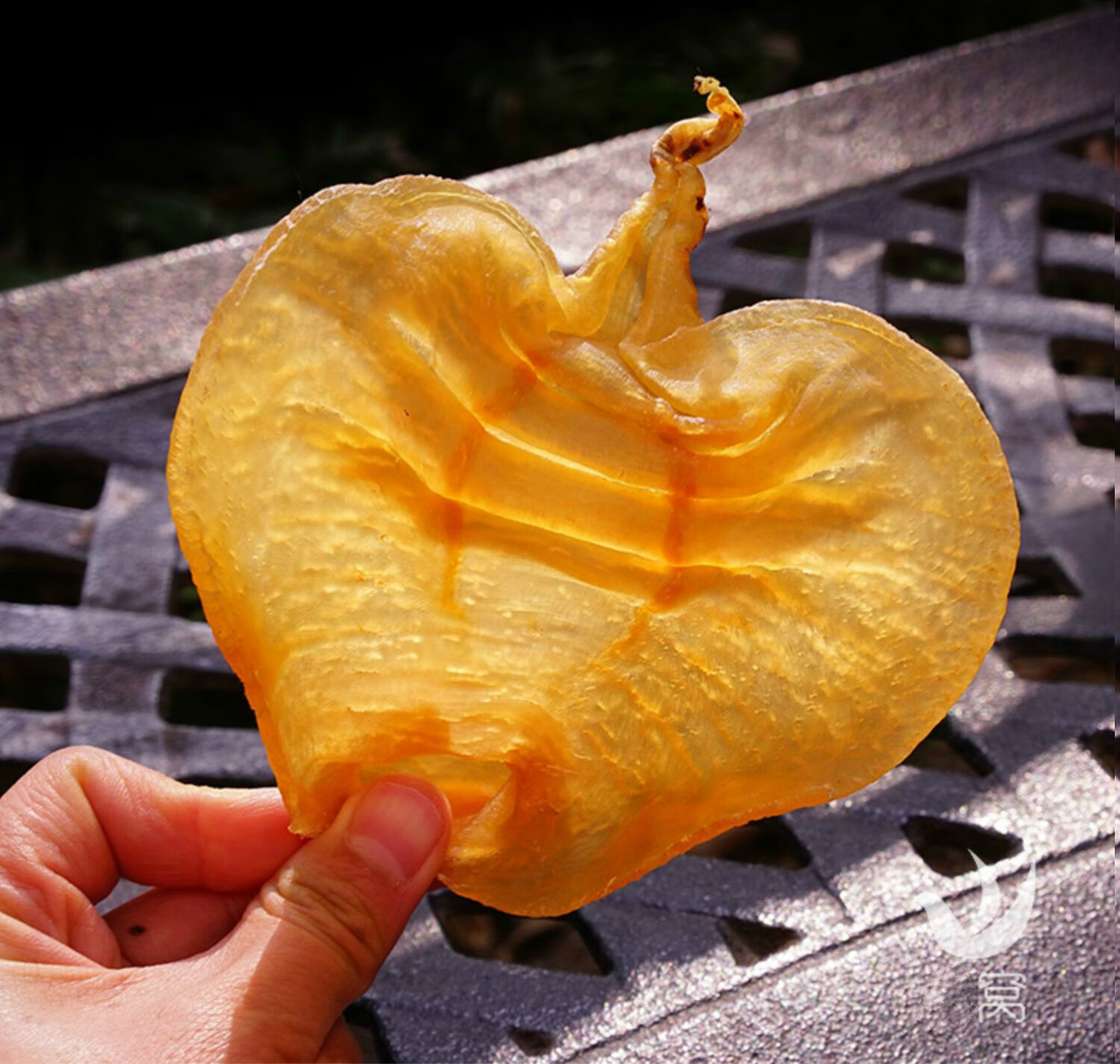 益天健 陈年老胶】湛江赤嘴鳘鱼胶花胶公肚深海干花胶孕妇干货250克.