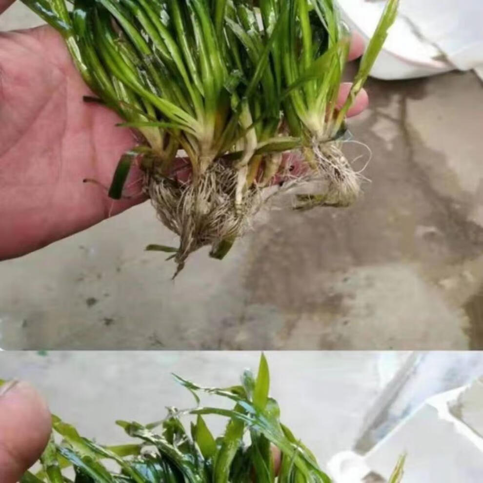 四季常青矮生苦草长叶苦草种籽扁担草小龙虾螃蟹养殖净化淡水植物