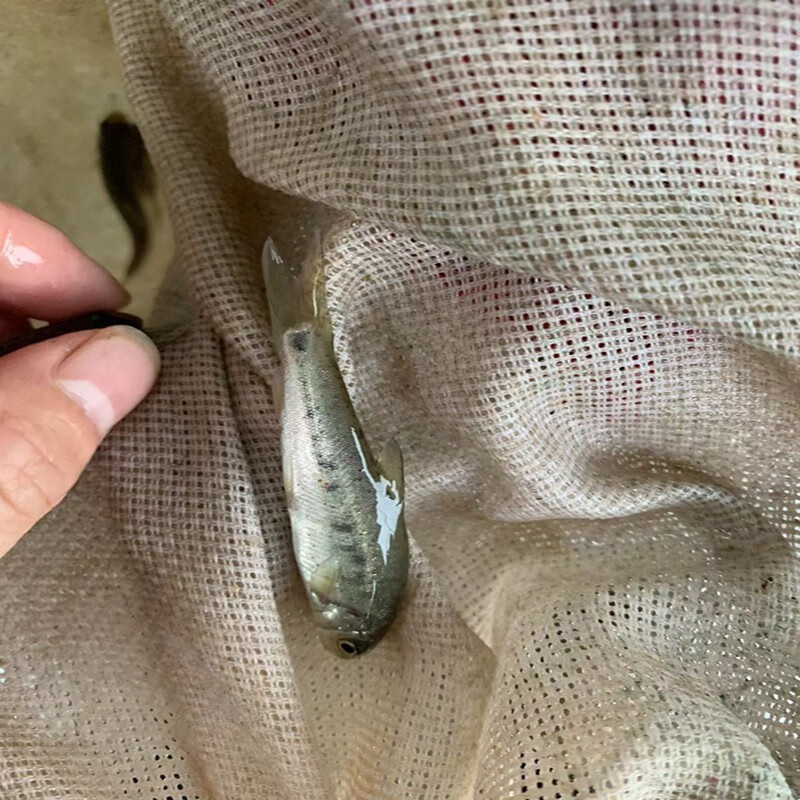 养殖优质雅安雅鱼苗裂腹鱼细鳞鱼高档鱼苗冷水鱼淡水鱼苗活批发 雅鱼