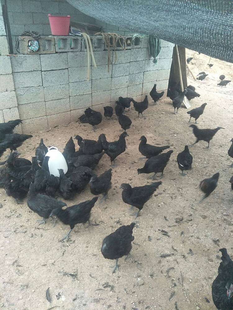 半斤左右五黑鸡苗五黑鸡活苗五黑一绿鸡活体下蛋鸡苗脱温鸡小鸡仔活苗