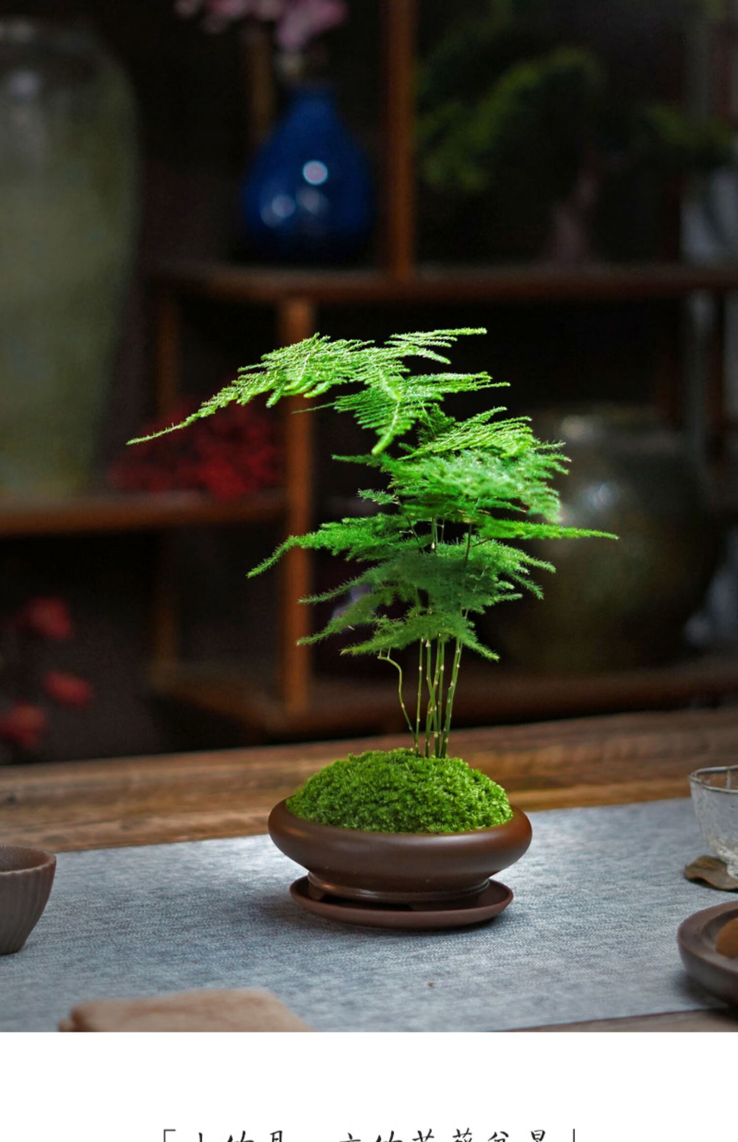 睿格达 文竹小盆栽微型山水盆景苔藓微景观紫砂日式禅意中式茶桌办公