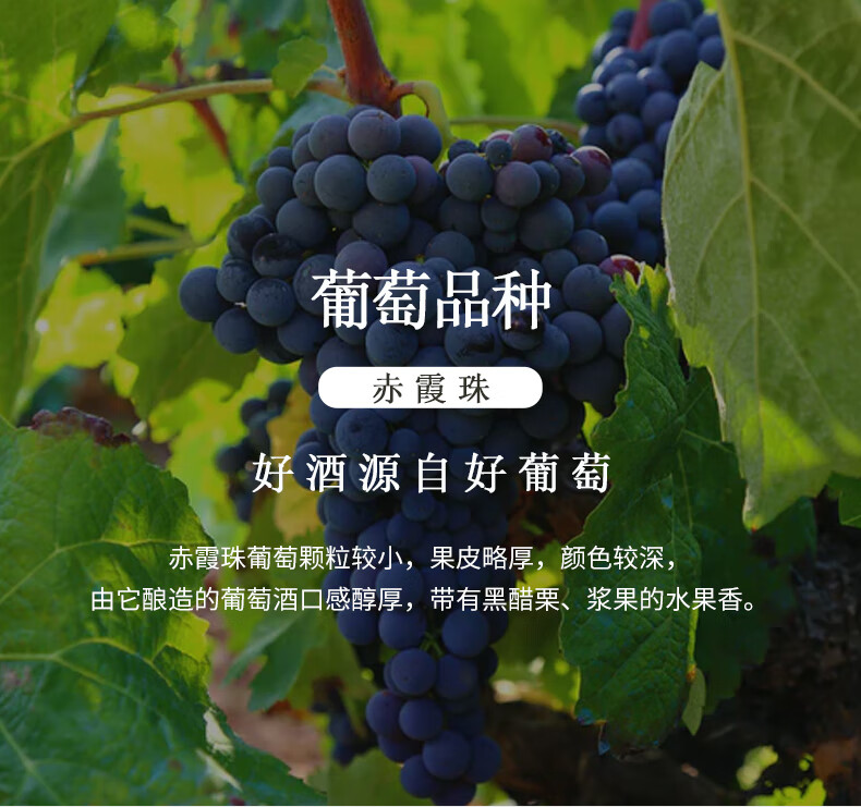 澳大利亚进口红酒帝菲堡袋鼠14度赤霞珠干红葡萄酒750ml6