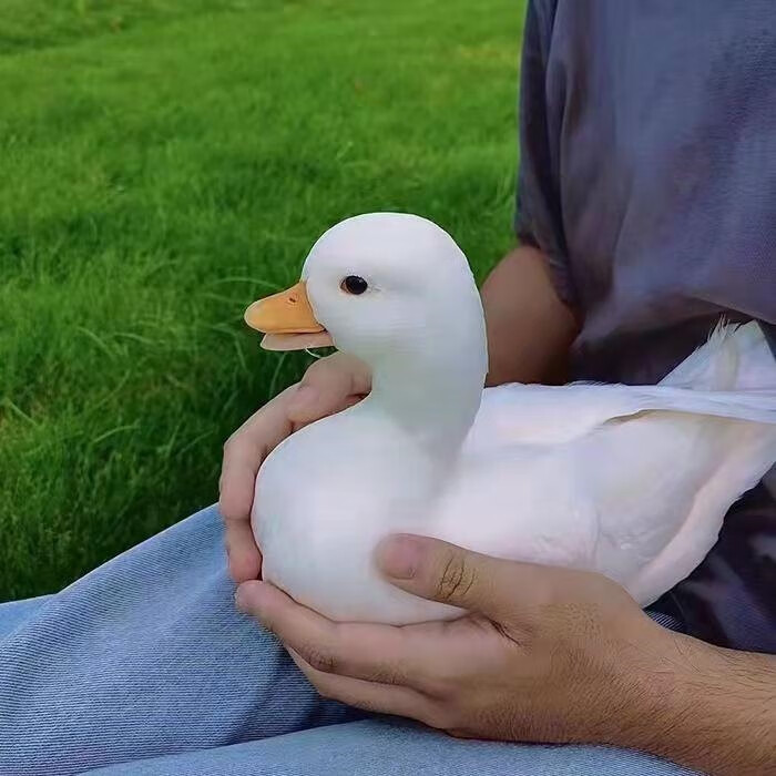 柯尔鸭活物柯达鸭s级宠物鸭科尔鸭网红可达鸭柯尔鸭活体宠物 宠物级