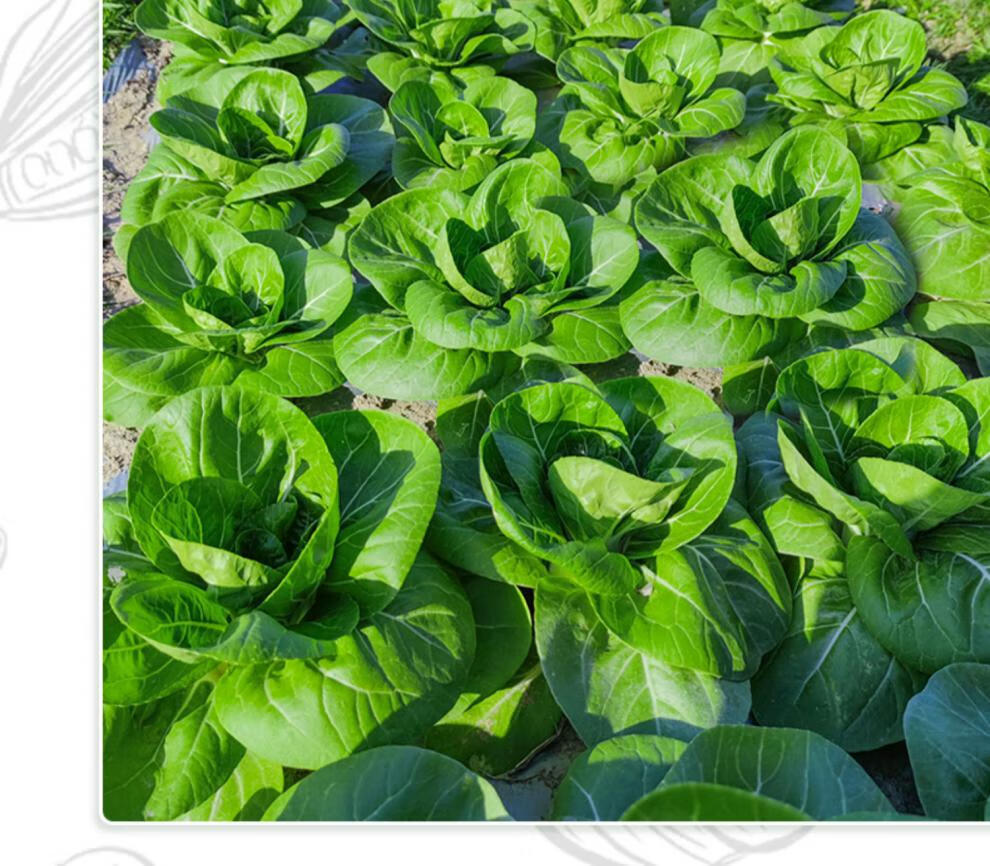 秋季南京矮脚黄菜籽白梗青菜种籽大全 耐寒小白菜种子奶白菜种孑 矮冠