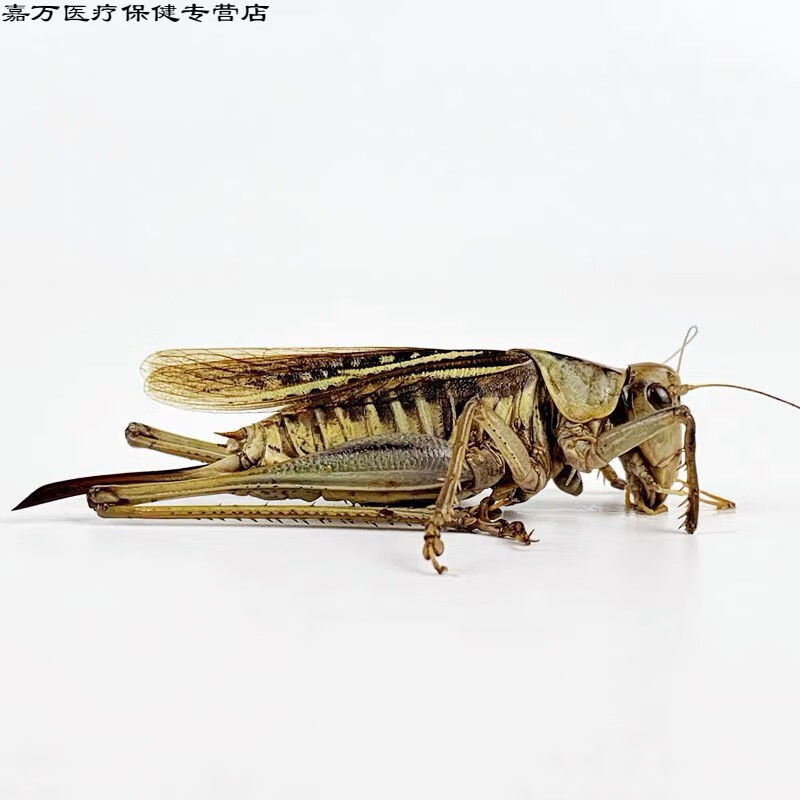花初醒中药材纯母蝈蝈新鲜蝈蝈蝈蝈 食用昆虫美食昆虫生鲜实发货250克