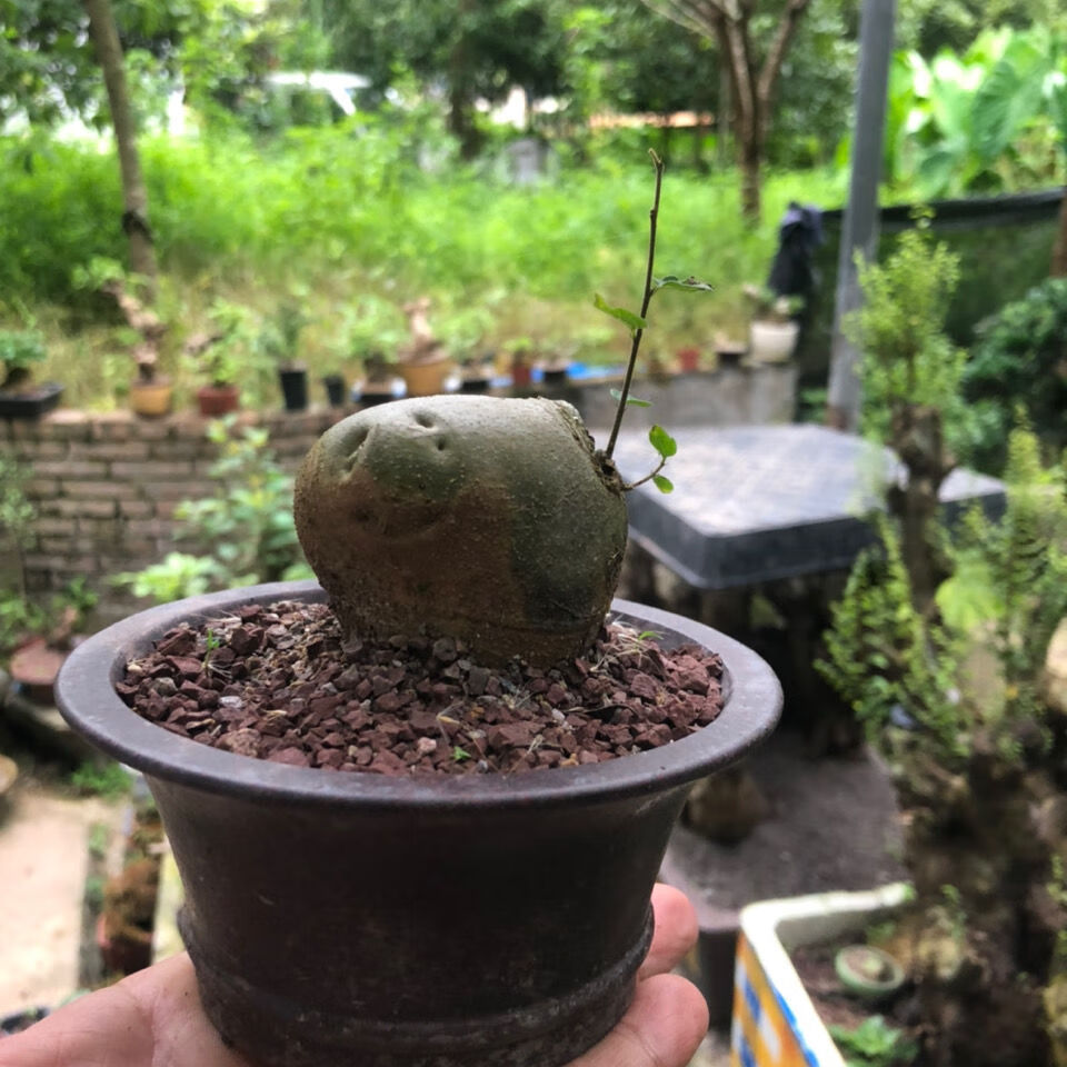 盆景素材金弹子 黄栌 黄荆 黄金朴树 老鸦雀梅水杨梅卫矛榆树杜鹃 秒