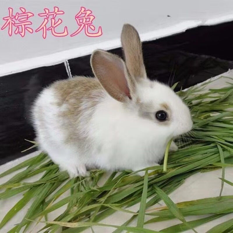 大型肉兔活物月月兔子活体肉兔苗花巨兔家养可长15斤可繁殖比利时肉兔