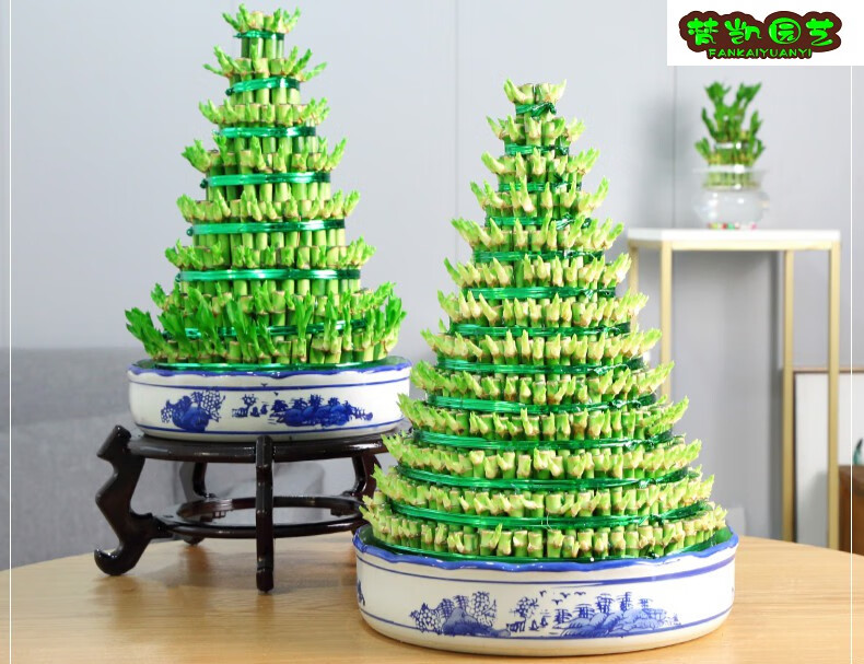 富贵竹植物竹塔水养节节高办公室内竹水培植物转运竹 五层竹塔 陶瓷盆