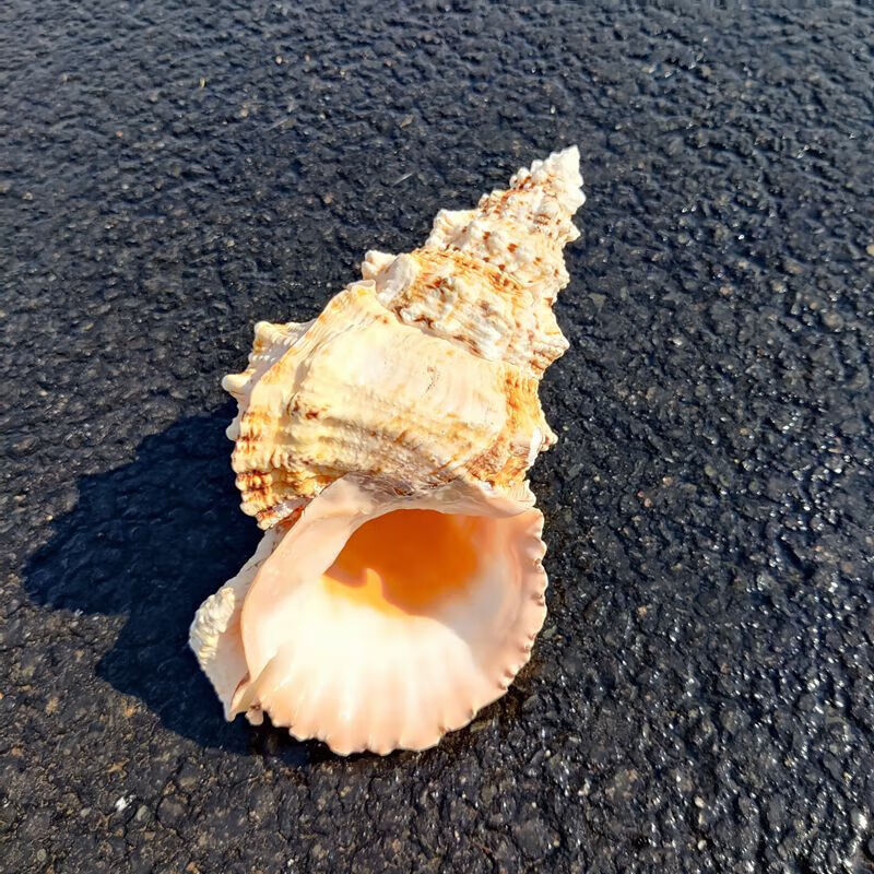 海螺号角超特大贝壳海螺摆件玩具右旋号角可吹听风花盆巨型鱼缸造景