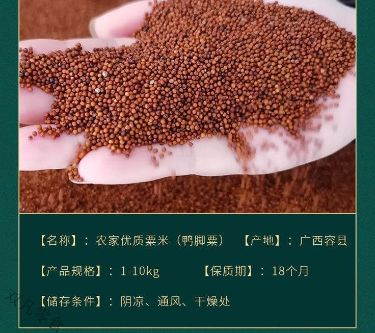 茗老汉 广西特产红粟米 5斤 鸭脚粟龙爪粟拳头粟掺子糙米五谷杂粮代餐