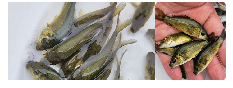 无甲鲤鱼鲤鱼苗活体淡水养殖三道鳞小鱼苗食用裸斑鱼苗裸鲤批发养殖