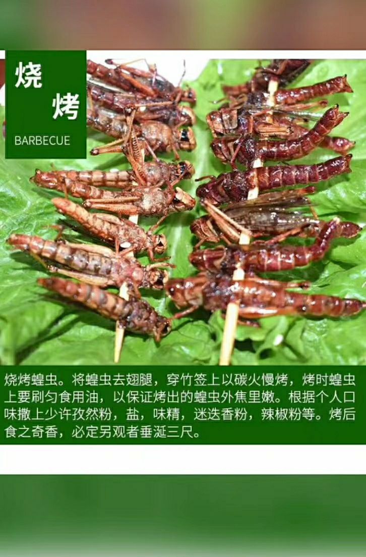 土螞蚱促銷活體速凍冰鮮蝗蟲食用昆蟲油炸即食美食土特產混去翅一斤