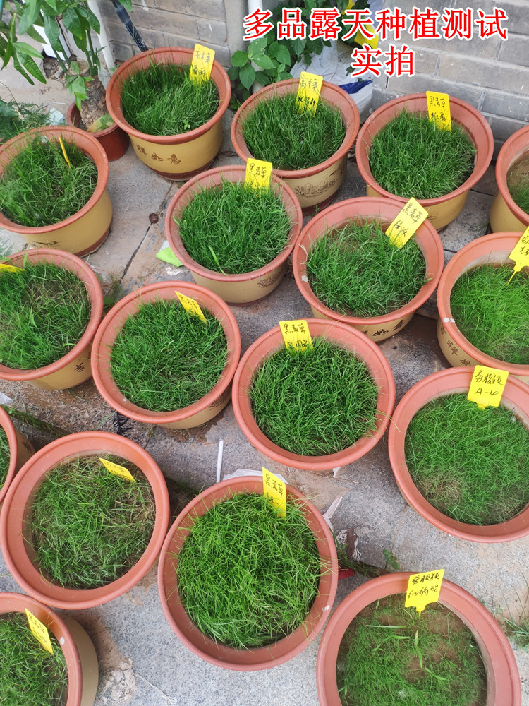 汇金城草坪草籽四季常青草皮草籽种子地毯草狗牙根马尼拉百慕大护坡