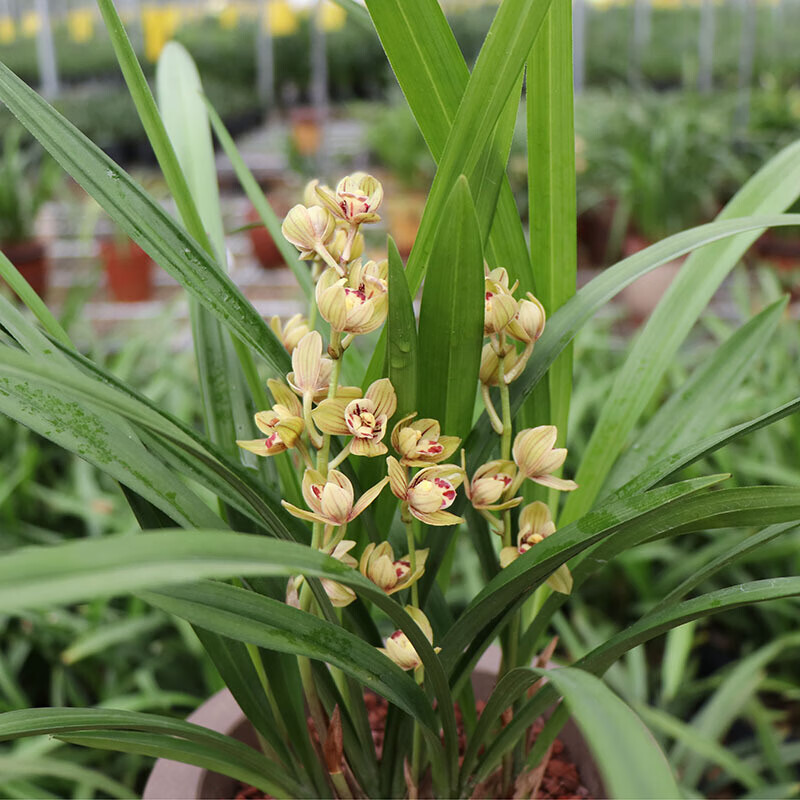 蘭花富山奇蝶建蘭四季蘭蘭花苗濃香花卉室內外客廳盆栽綠植金荷3苗不