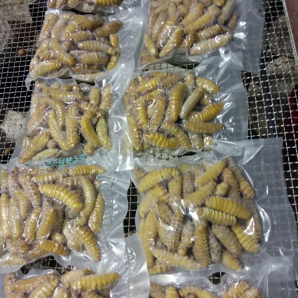 正宗东北柞蚕 新鲜绿壳里大蚕 青蚕 煮熟冷冻 净蚕 无需挤粪便/伟博