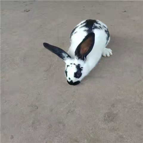 成年种兔孕兔子活体新西兰比利时花巨兔八点黑大型肉兔健康可繁殖孕兔