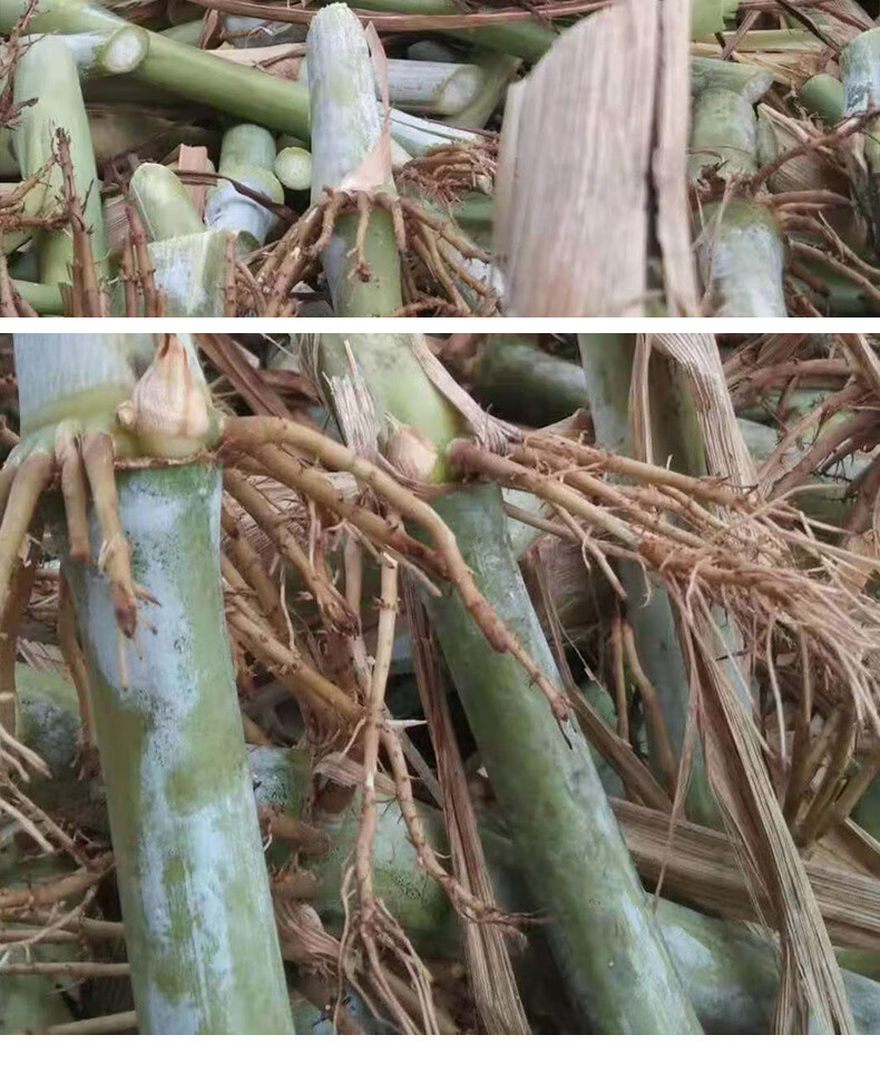 甜象草三号种节双节无毛耐寒巨菌草新型皇竹草四季多年生高产牧草无毛