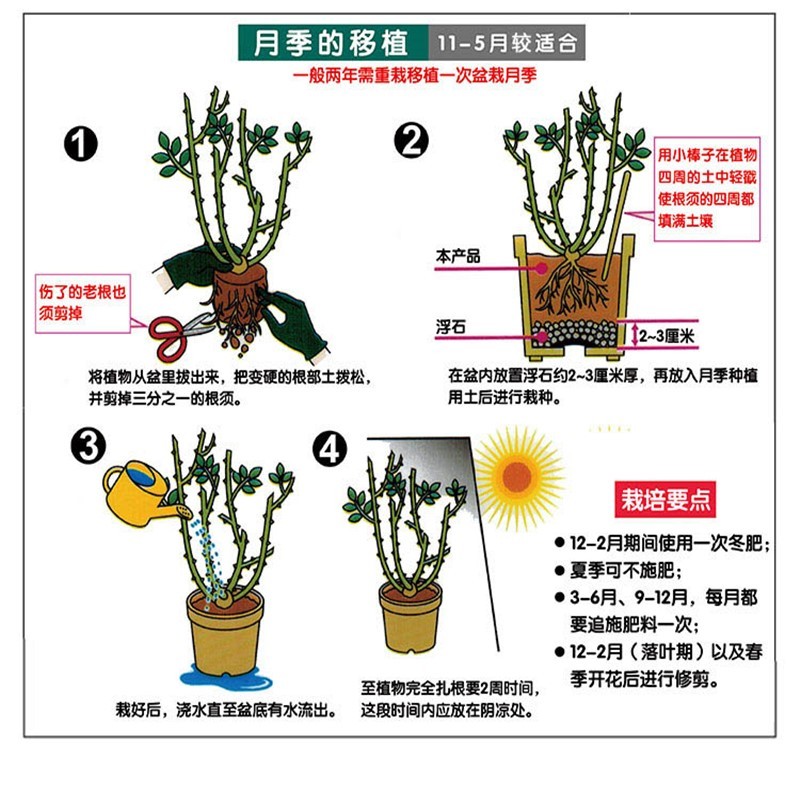 夜兰花种植方法图片