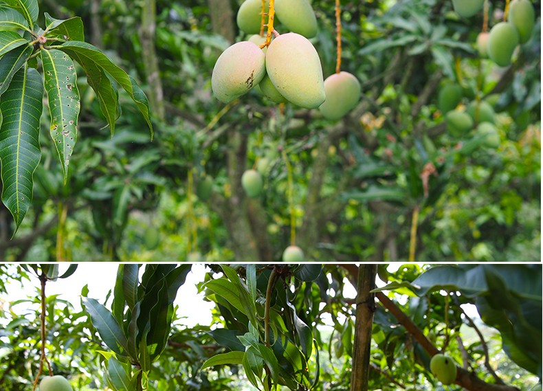 金煌芒生果需催熟5斤大果单果约280400g