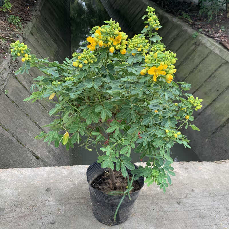黄金梅盆栽花苗黄槐决明植物花苞满满耐寒耐冻庭院盆栽花期长好养 不