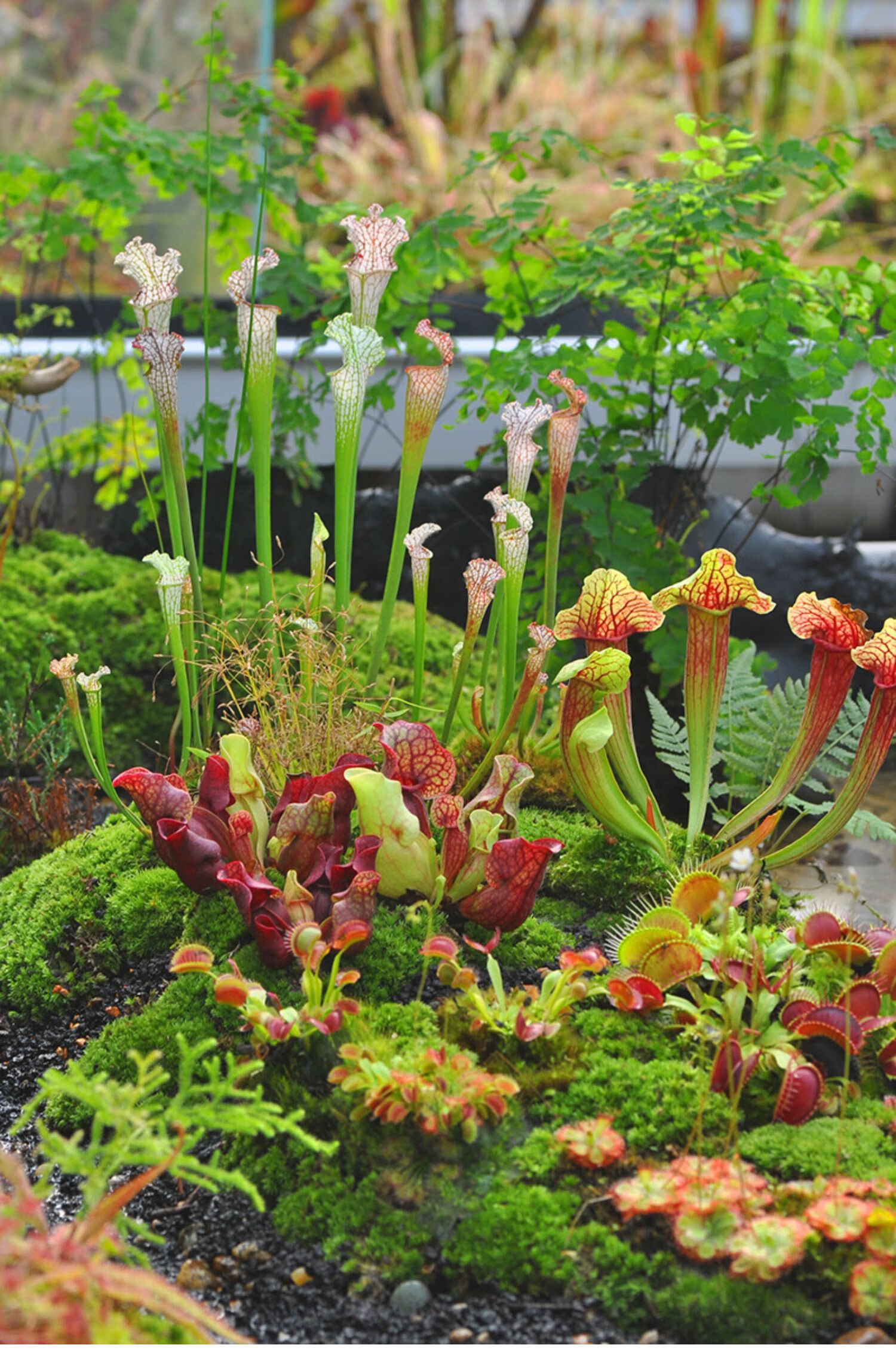 朱迪思紫色食虫植物捕蝇草070混搭组合造景盆栽8盆中号叶长620cm含盆