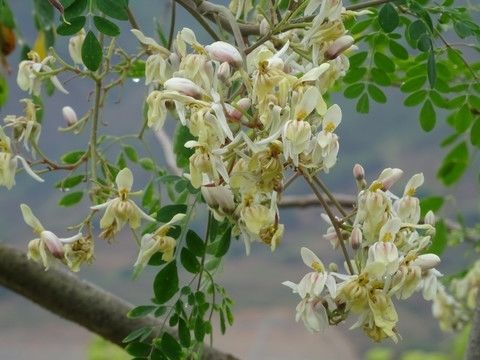 伟博云南辣木叶印度 特级辣木籽叶茶的功效新鲜自然晒