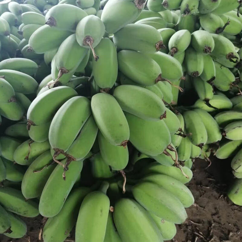 广西苹果蕉粉蕉小香蕉蛋蕉新鲜水果10斤自然熟奶蕉苹果香蕉苹果焦 3斤