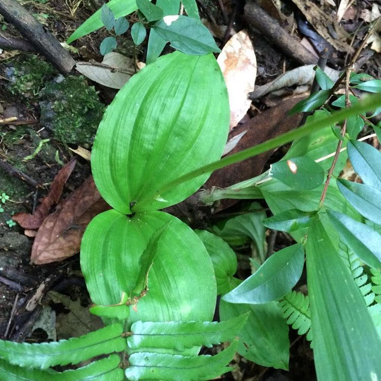 有仁堂鲜品见血清野生新鲜中草药见血青鲜品新鲜见血清5市斤