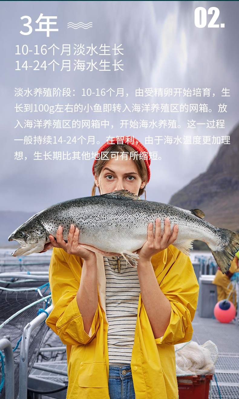 速鲜智利新鲜冷冻三文鱼整条67kg大西洋鲑鱼整只非刺身即食