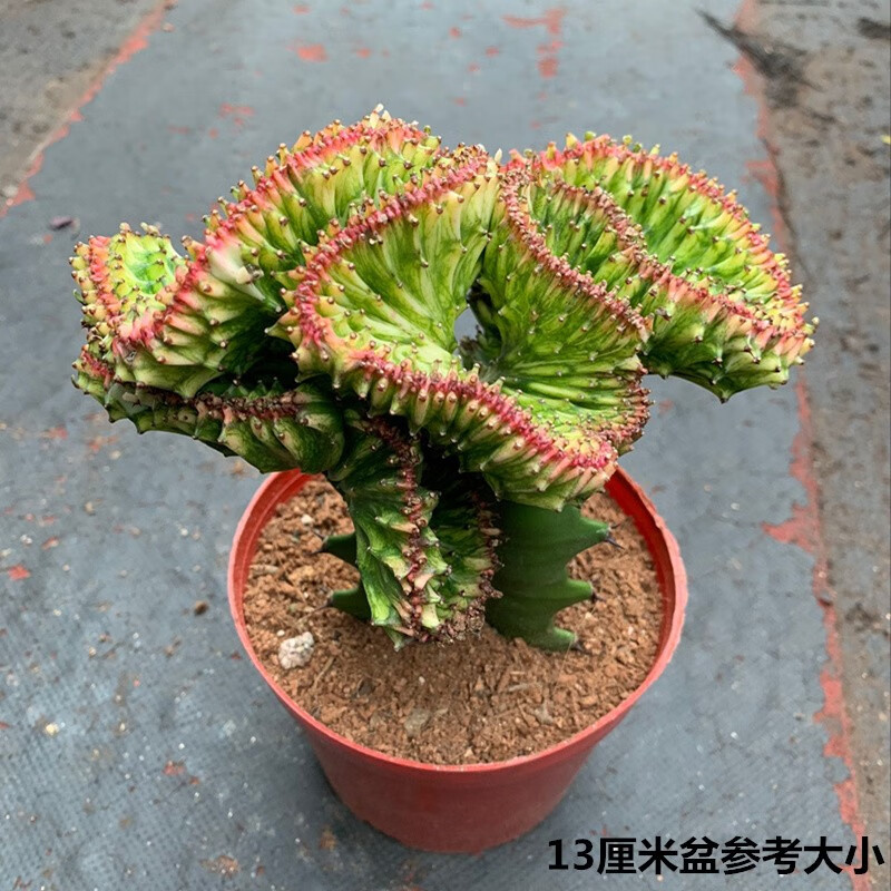 麒麟掌盆栽多肉植物彩色麒麟掌盆栽花卉嫁接玉麒麟缀化锦仙人球带盆