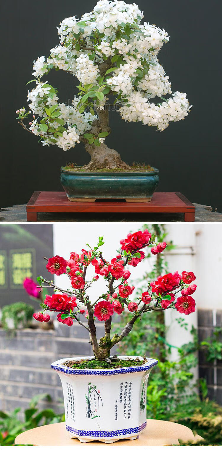 海棠树苗盆栽垂丝海棠精品庭院花卉苗庭院木本植物大型高杆地栽苗