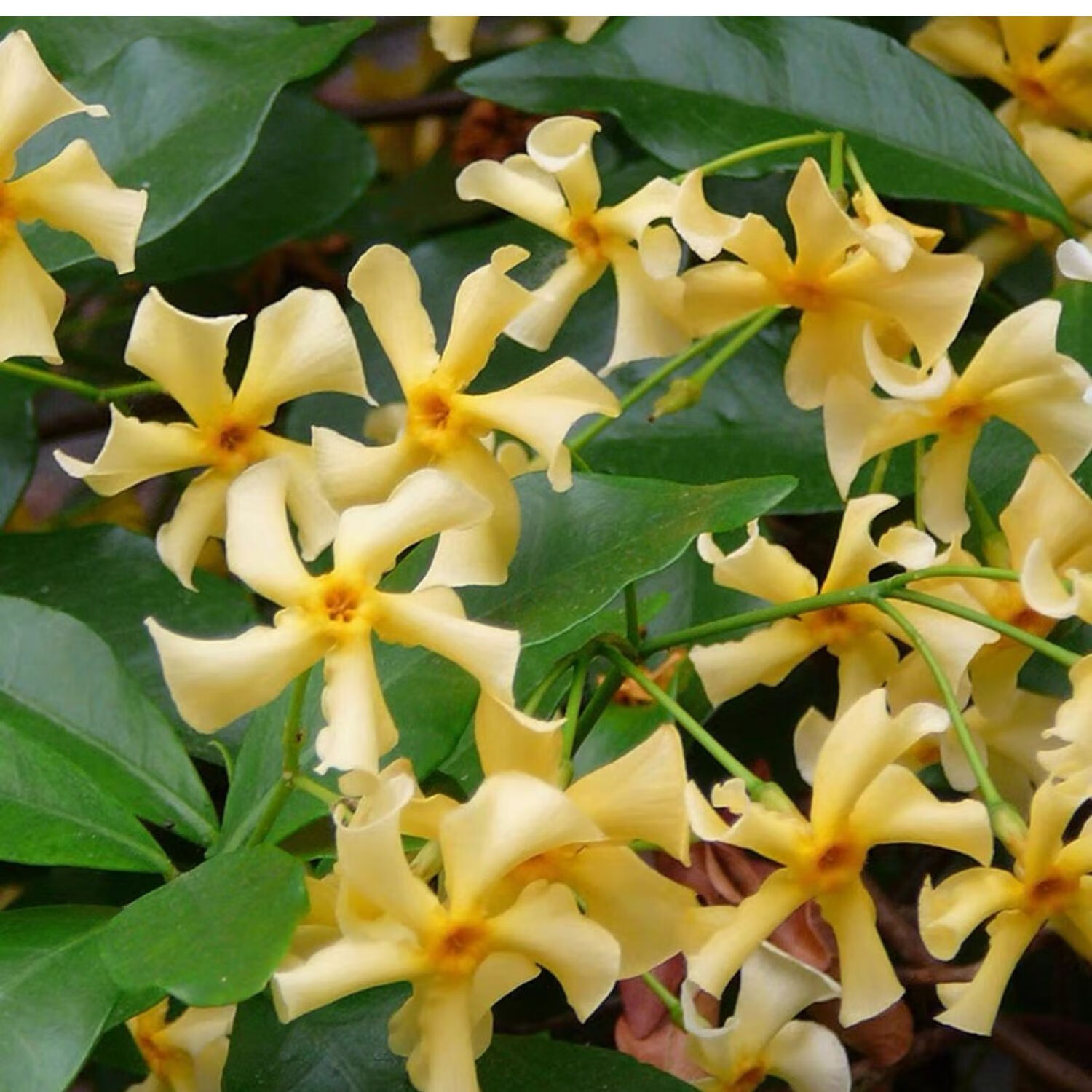 金鸿风车茉莉盆栽大苗络石花万字茉莉常绿易养耐寒有香味爬藤植物180