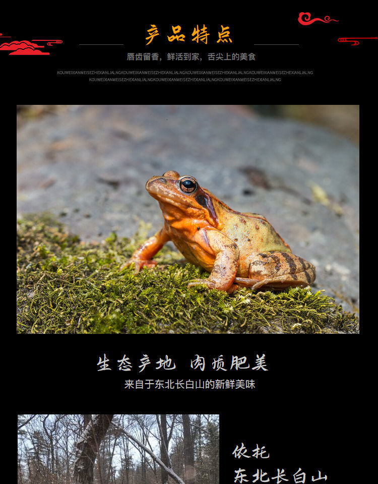 伟博东北林蛙活母豹子长白山蛤蟆新鲜林蛙母雪蛤鲜活顺丰一斤装910只