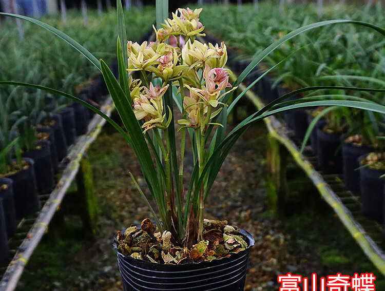 蓓弗开花超香富山奇蝶兰花苗盆栽植物名贵特香浓香2022新款台北胭脂3