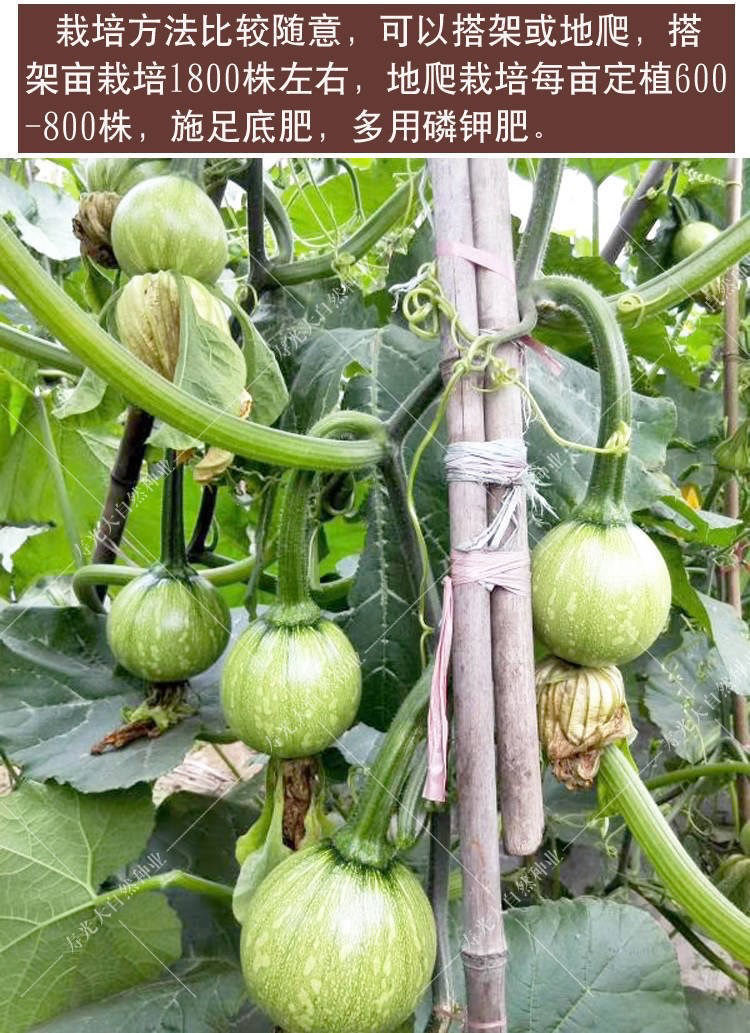 赤卉早熟小南瓜钟籽一串铃南瓜种籽高产菜用青瓜春夏季易种蔬菜籽一串