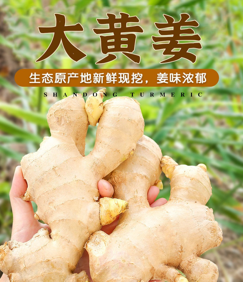 晶太太生姜老姜新鲜山东大姜黄姜风干姜月子姜生姜块老姜母整箱10斤