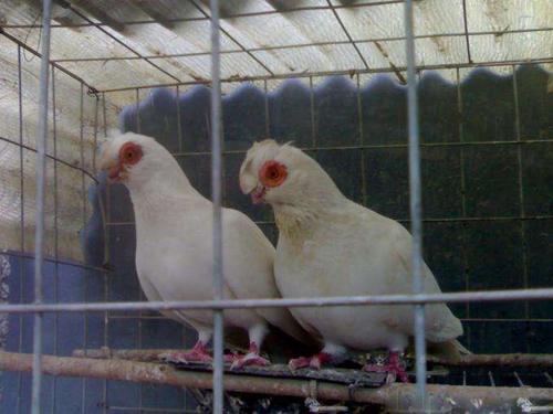 精品凤尾鸽子活体观赏鸽成年两头乌红秀青年鸽羊眼幼鸽点子鸟一对黑