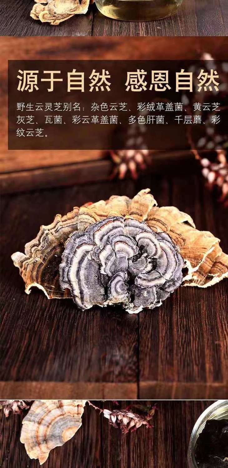 野生云灵芝黄云芝长白山野生云芝云芝蘑白底云芝清青芝灵芝2赤芝无柄
