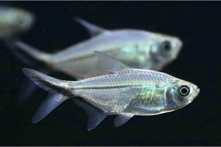 精品黑尾大勾鱼观赏鱼淡水群游鱼草缸小型灯科鱼活体宠物鱼耐活 精品