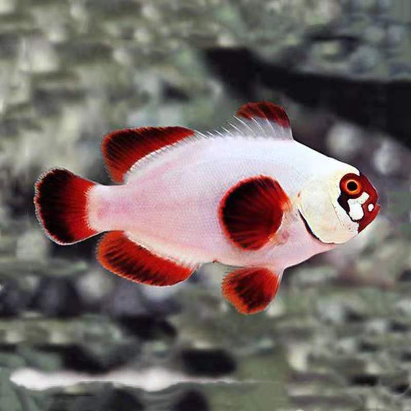 金线银网红背人工小丑黑玛瑙金砖透红熊猫活体观赏鱼熊猫小丑5cma级