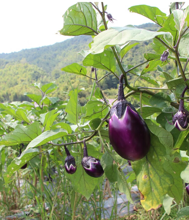 湖南本地圆茄子新鲜蔬菜 当季紫茄子5斤农家自种现摘现发坏果包赔