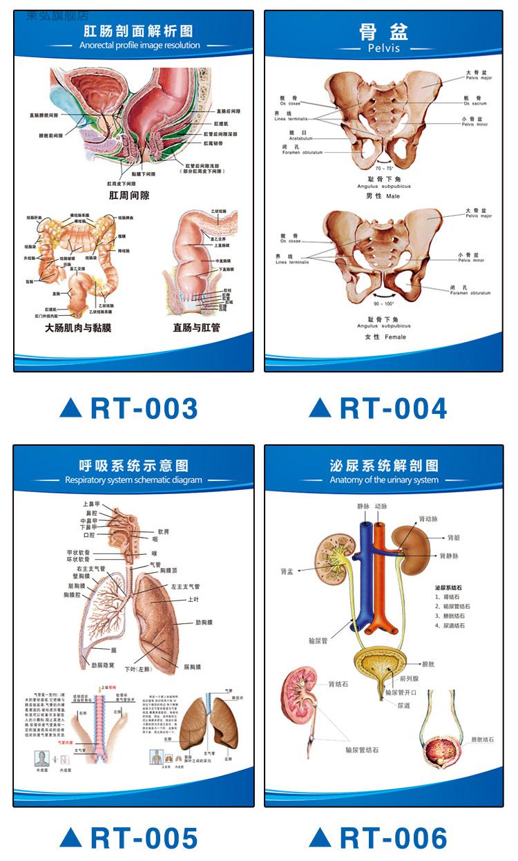 醫院科室掛圖人體解剖圖結構示意圖五臟六腑分佈圖診所骨骼內臟器官掛