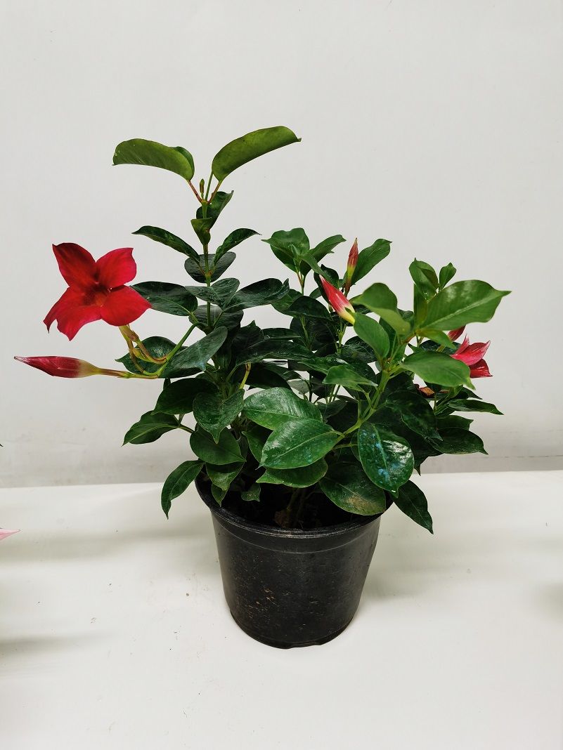 磐阙*上新花卉万里飘香藤盆栽四季开花带花苞飘香藤室内阳台种植花卉